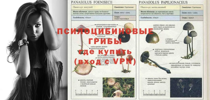 Псилоцибиновые грибы Cubensis  маркетплейс клад  Мурино 